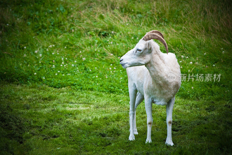 年轻的Dall Sheep站在草地上